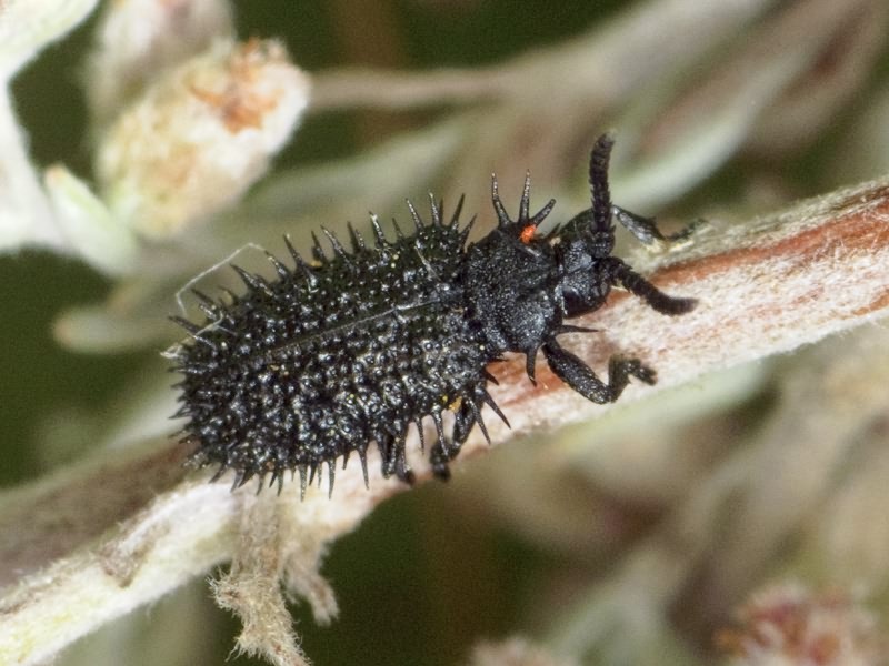 Hispa atra Linnaeus, 1767